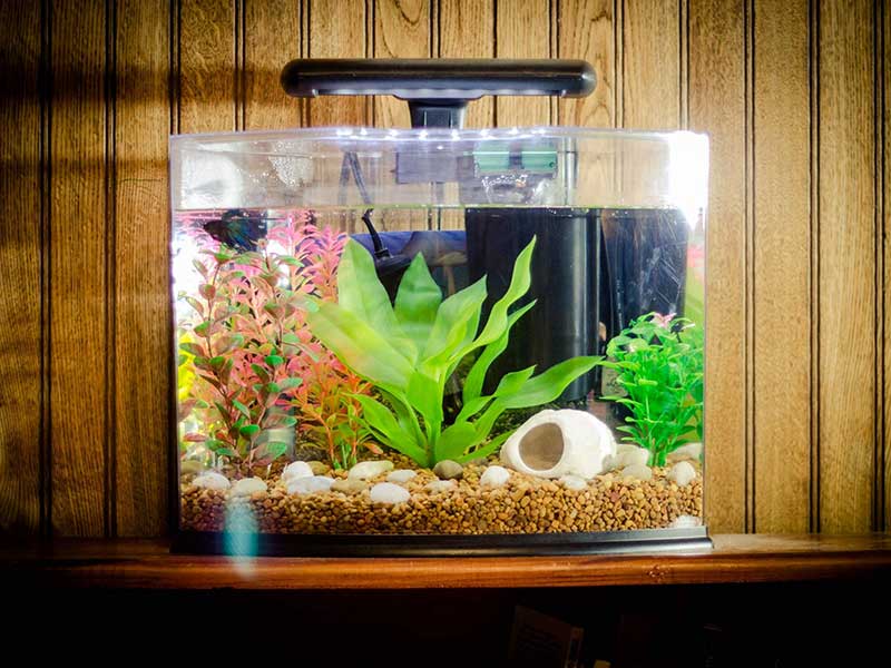 dream aquarium fish tanks