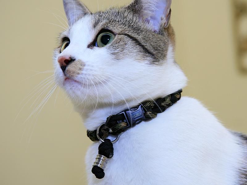 Tips when Buying Cat Collars, Feeding Bowls, and Toys