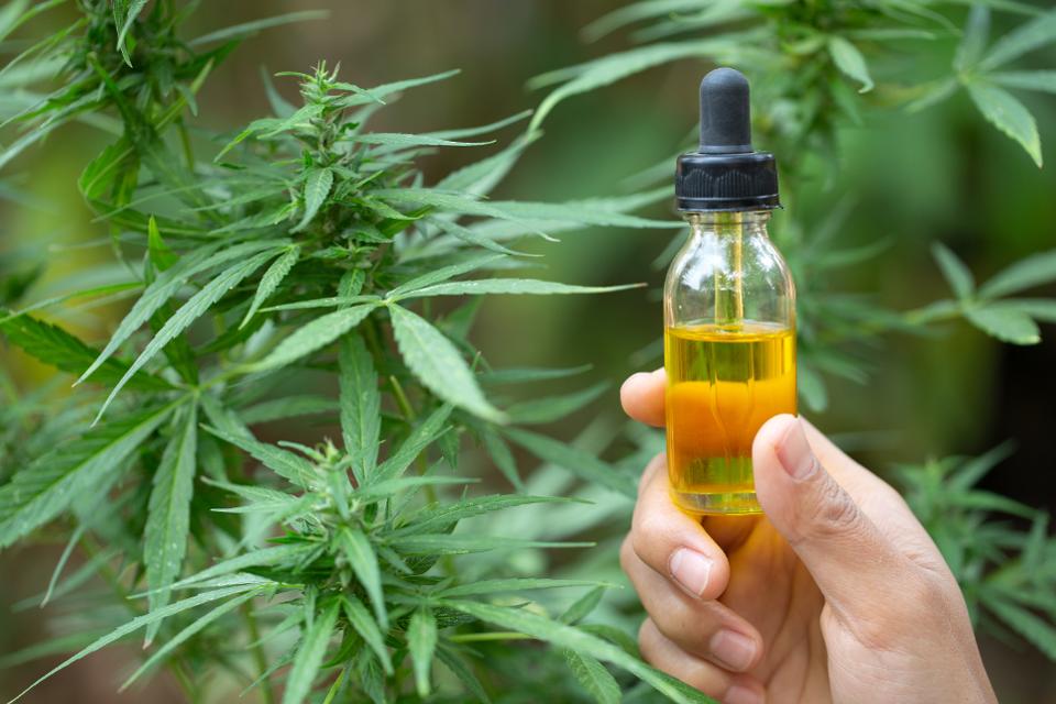 Understand What to Consider While Buying Pure Cannabis Oil